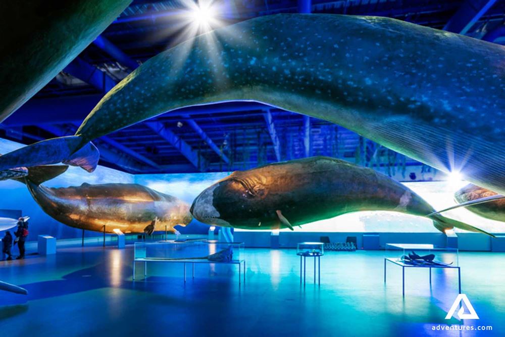 wildlife whale museum inside view