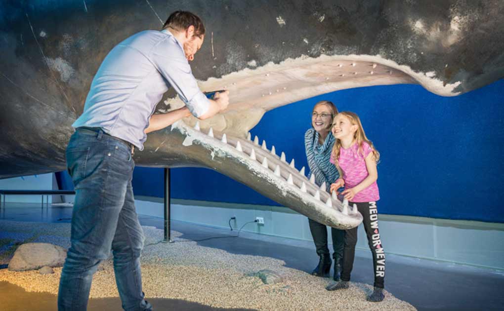 Whales of Iceland Museum - Admission Tickets