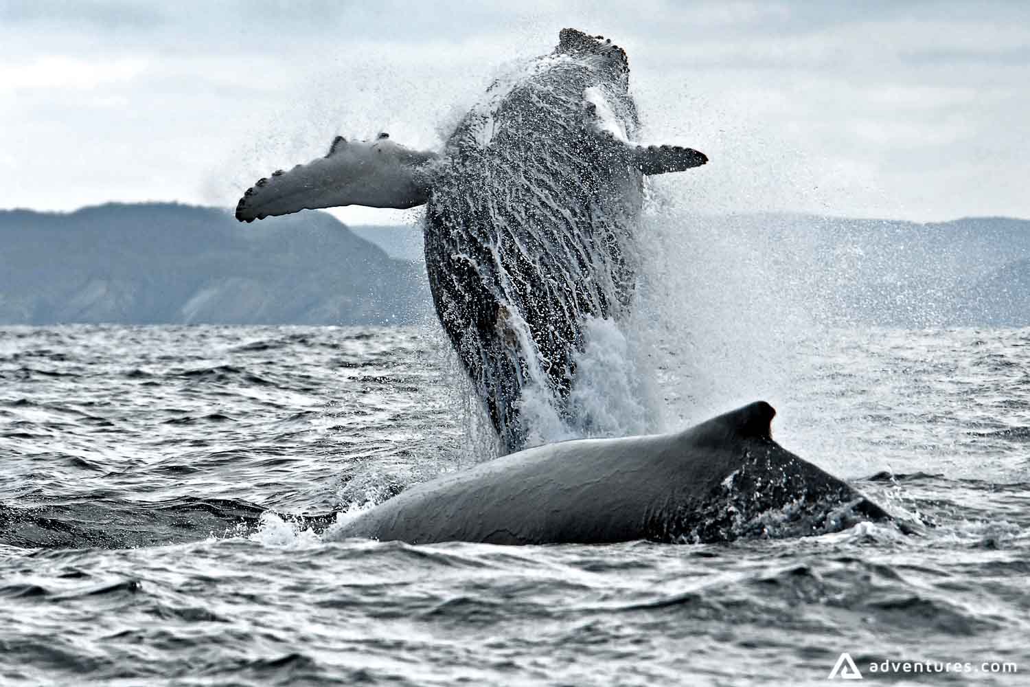 Humpback Whale Breaching