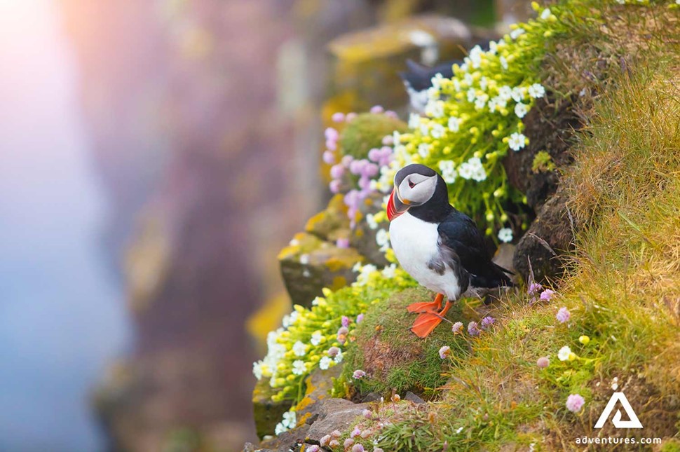 one puffin on a cliff with flowers in Iceland