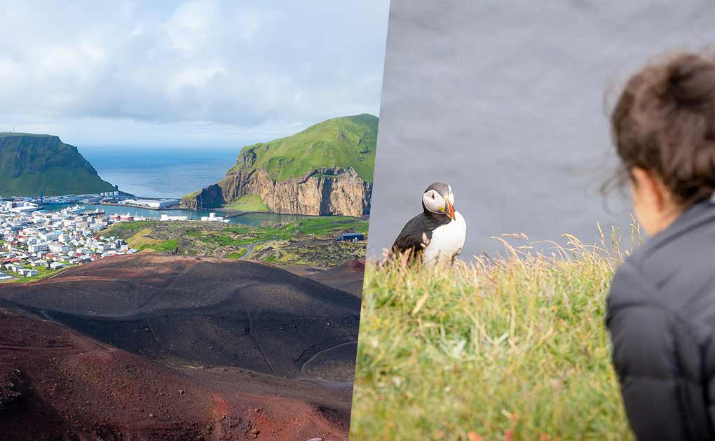 Vestmannaeyjar Island, Volcanoes and Puffins Tour