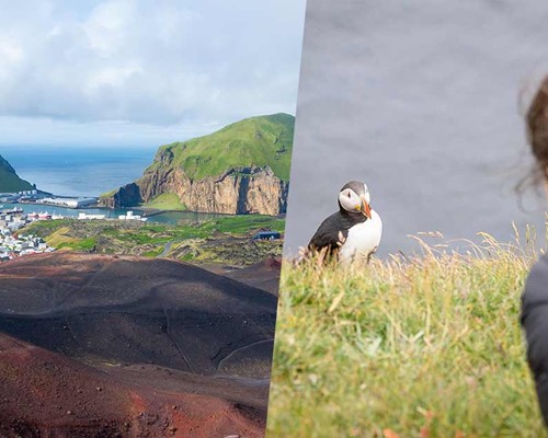 Vestmannaeyjar Island, Volcanoes and Puffins Tour
