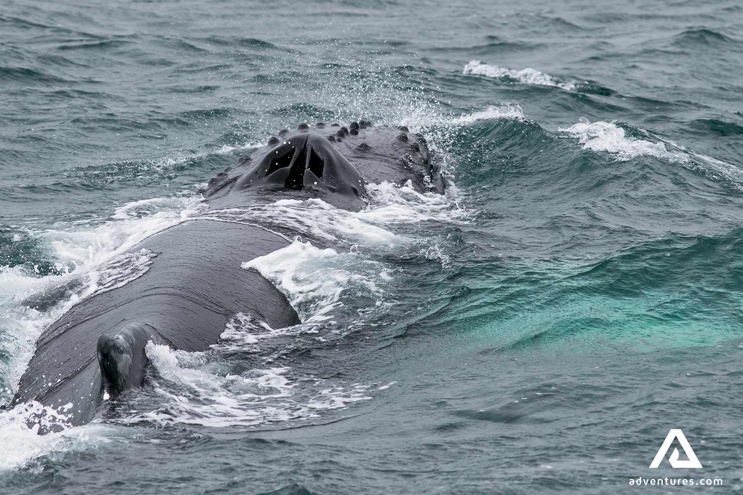 Humpback Whale Closeup 