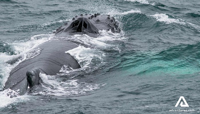 Humpback Whale Closeup in Westfjords
