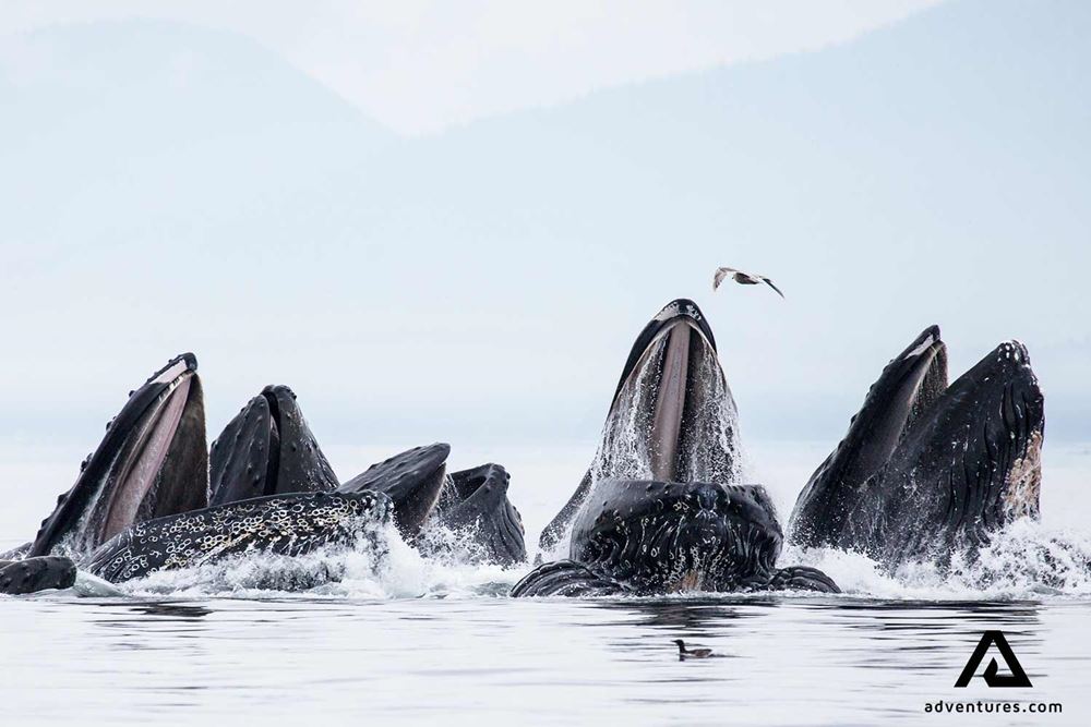 Group of whales open mouth hunting