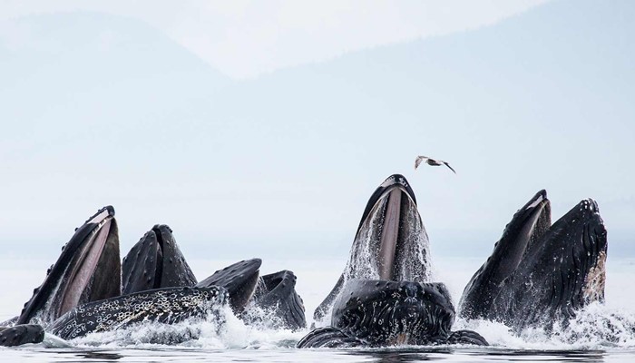 Group of whales open mouth hunting in Iceland