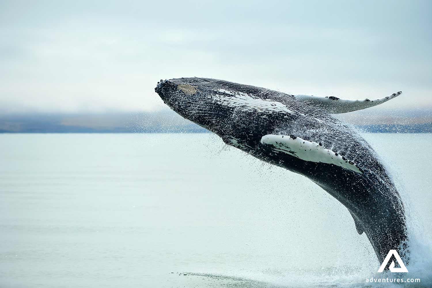 whale jumping high out of the water near Holmavik