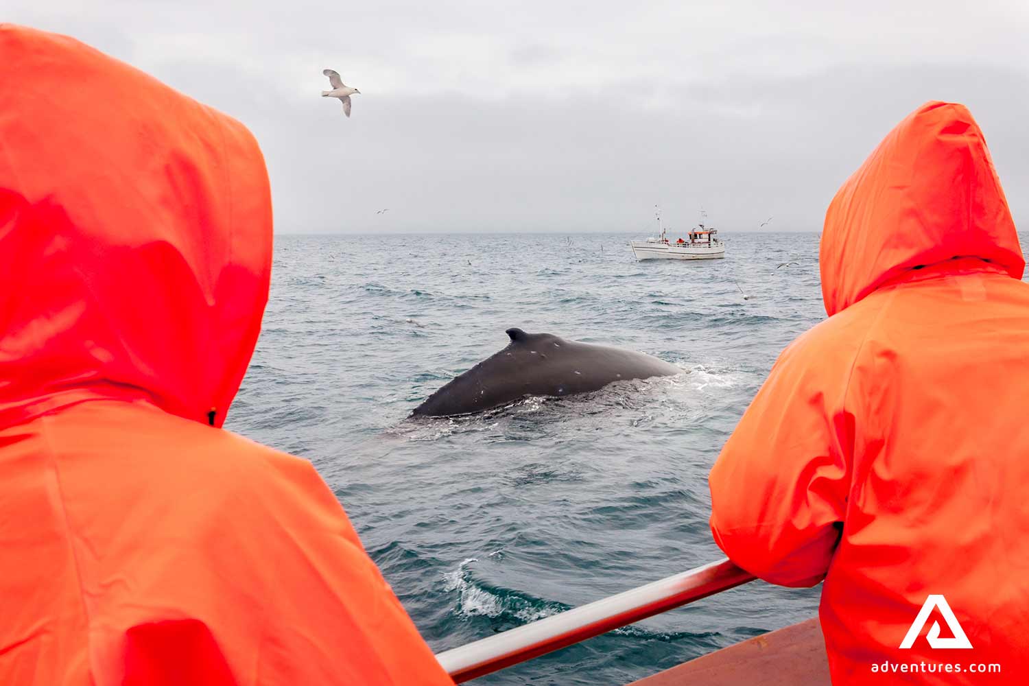 Two people watching whales breaching in Iceland