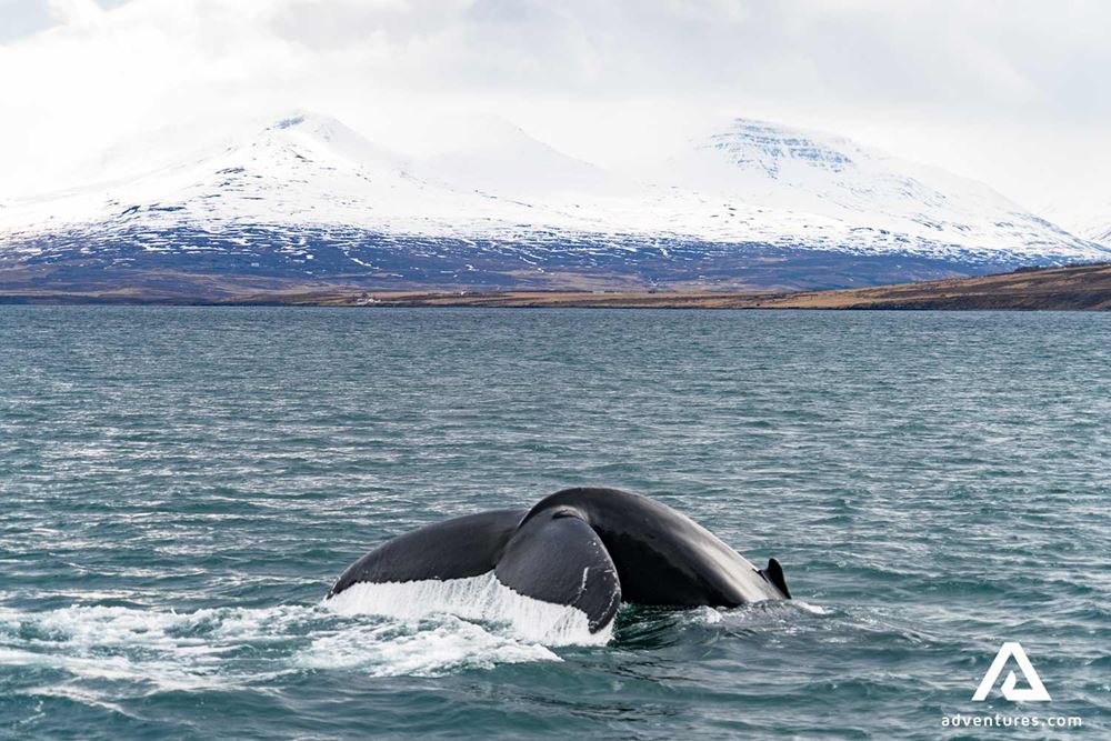 whale tail breaching near a fjord
