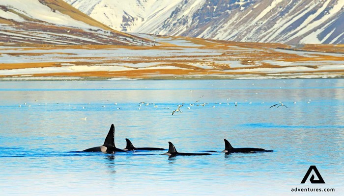 group of orcas swimming in a fjord