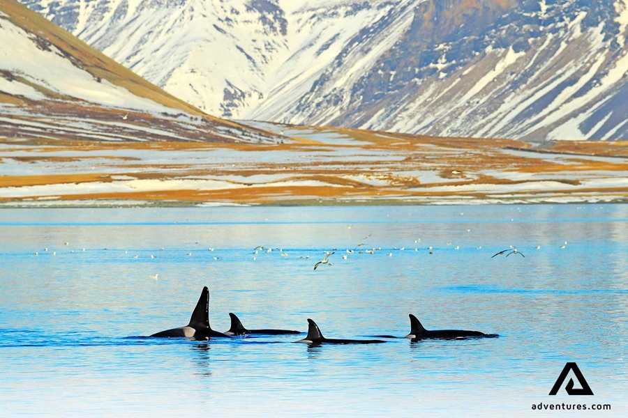 orcas swimming in a fjord