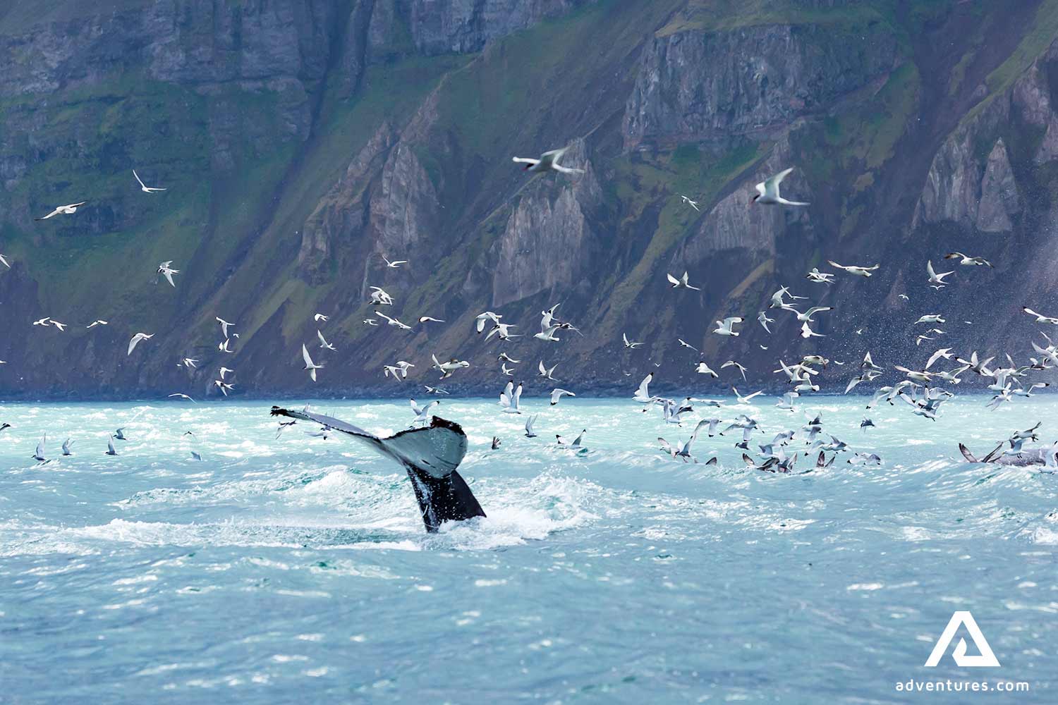 birds flying aroung a whale