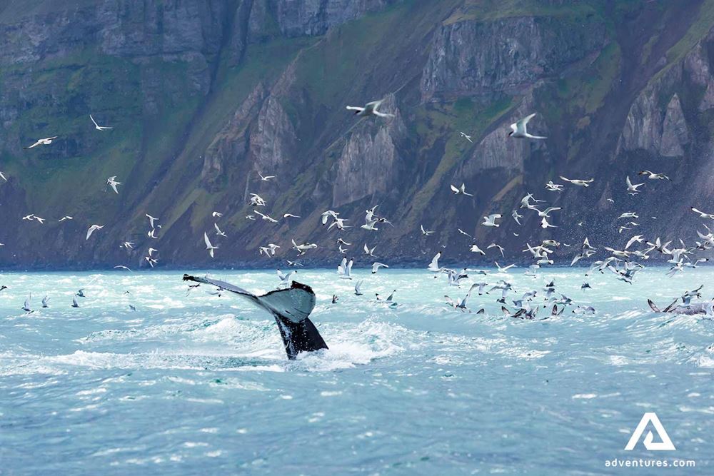 birds flying aroung a whale