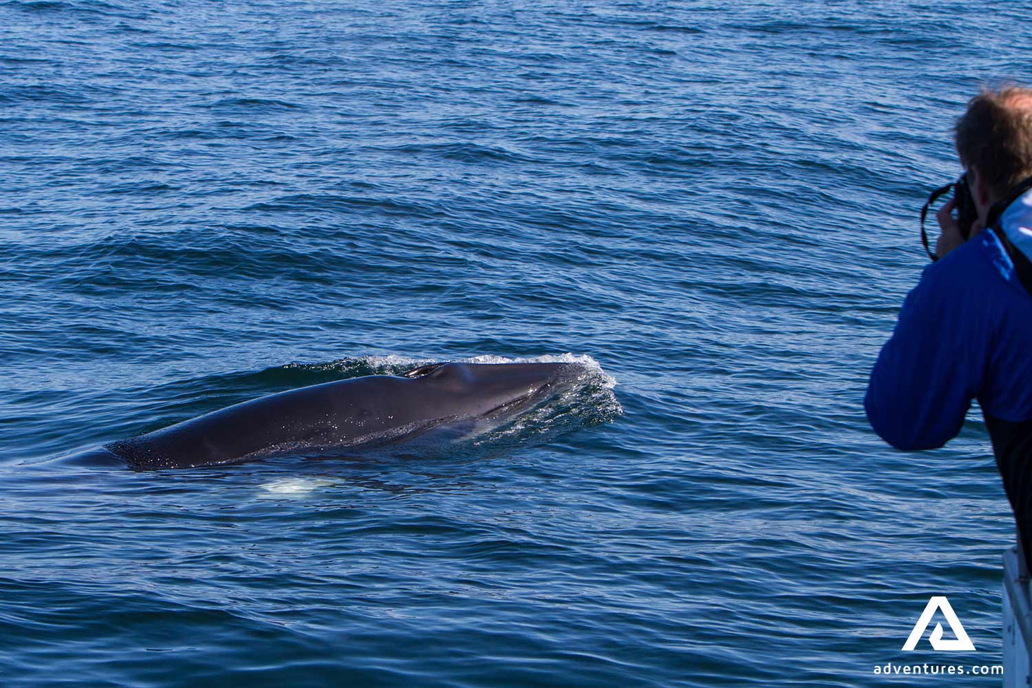 a person taking pictures of a whale