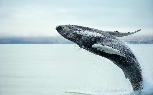 Whale Watching in the Westfjords