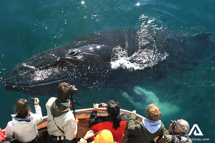 group watching whales from close group watching whales from close on a tour