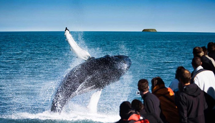 breaching whale near Husavik in Iceland