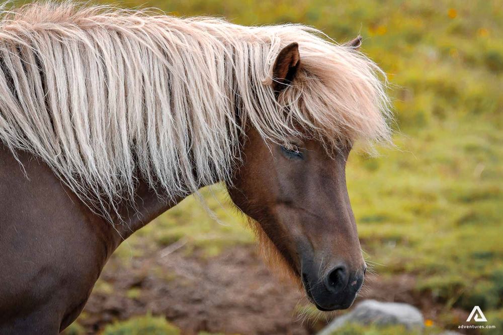 Icelanding horse