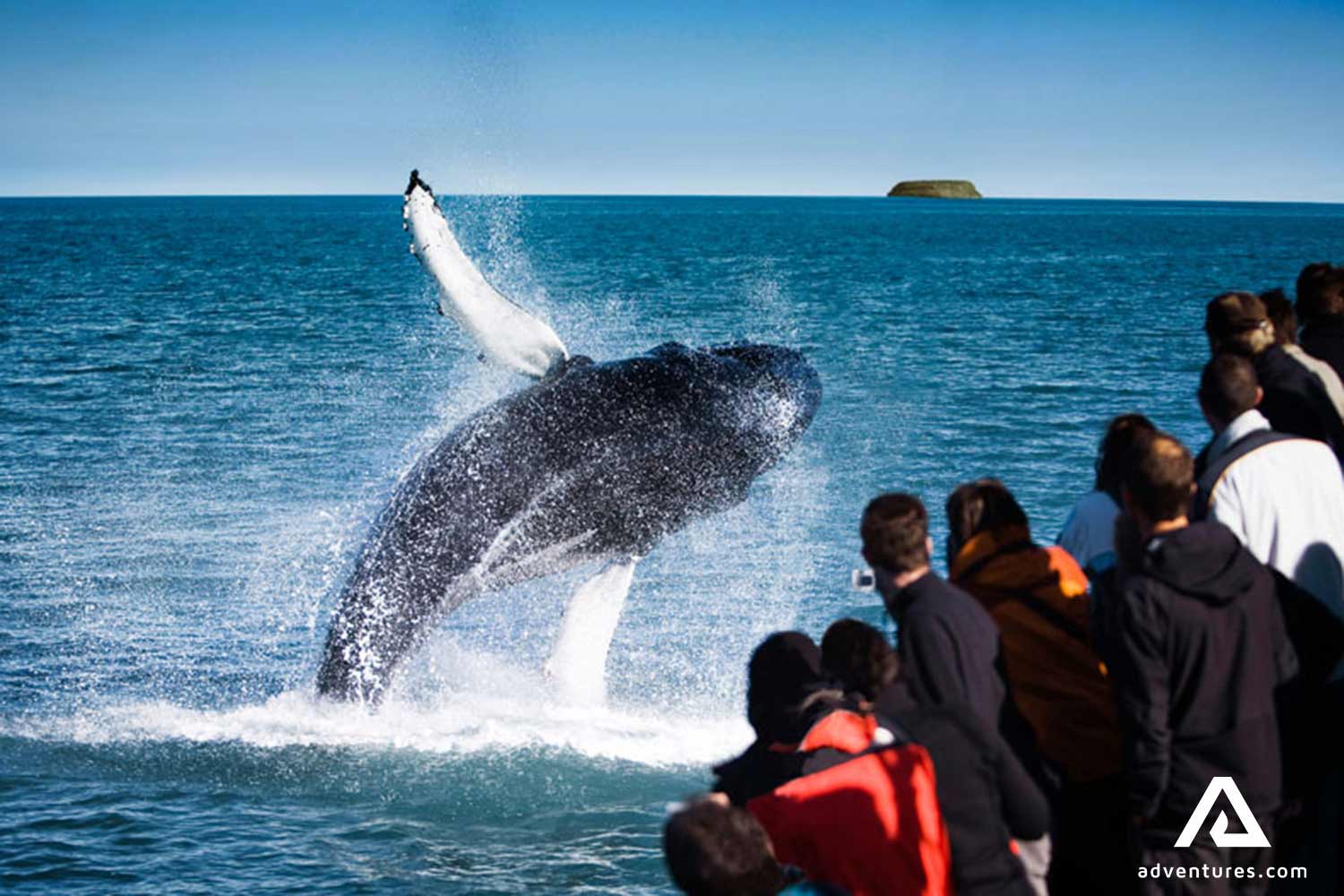 Group of people taking pictures of a whale in Iceland