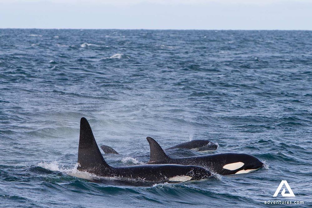 group of orcas