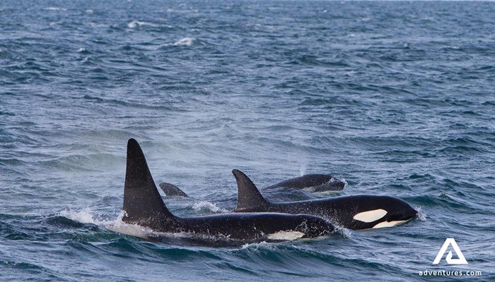 group of orcas in Iceland