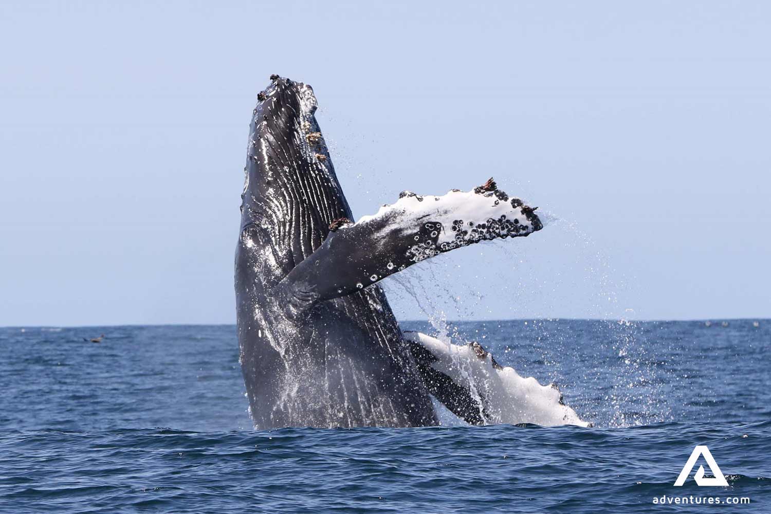 Whale high breaching in the atlantic ocean