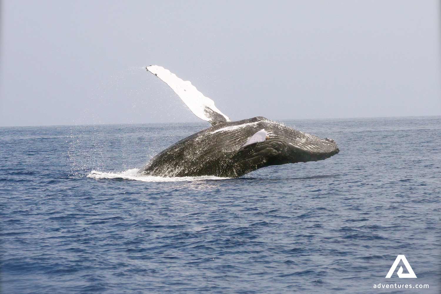 whale side breaching out of the water