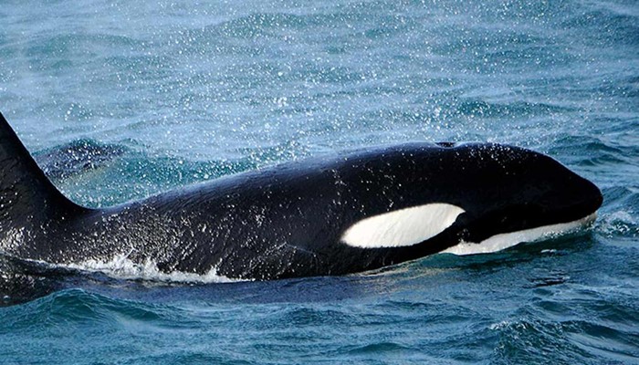 orca close up side view in Iceland