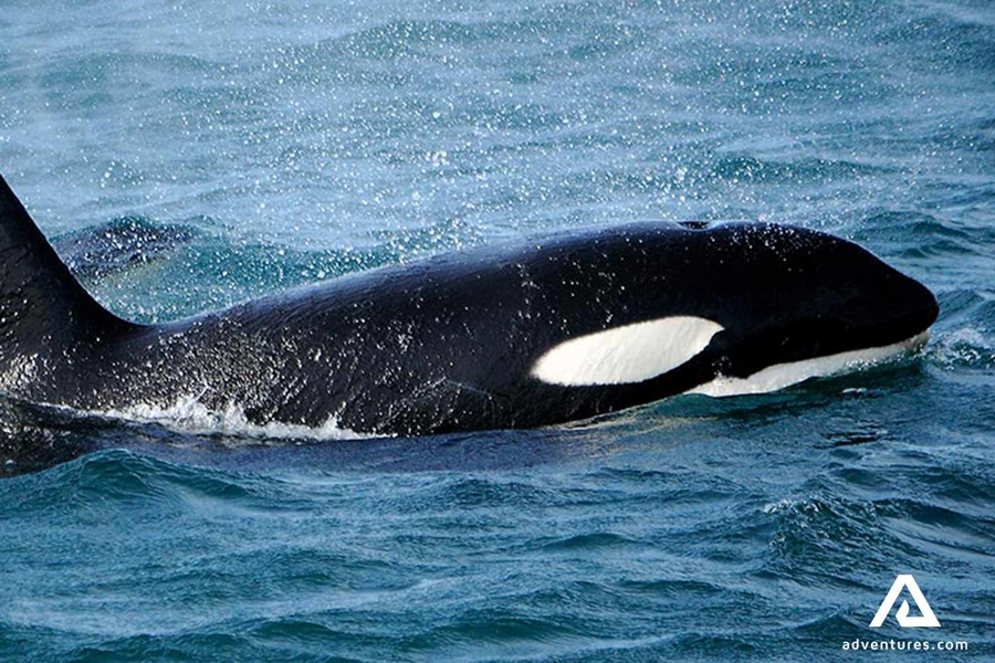 orca close up side view