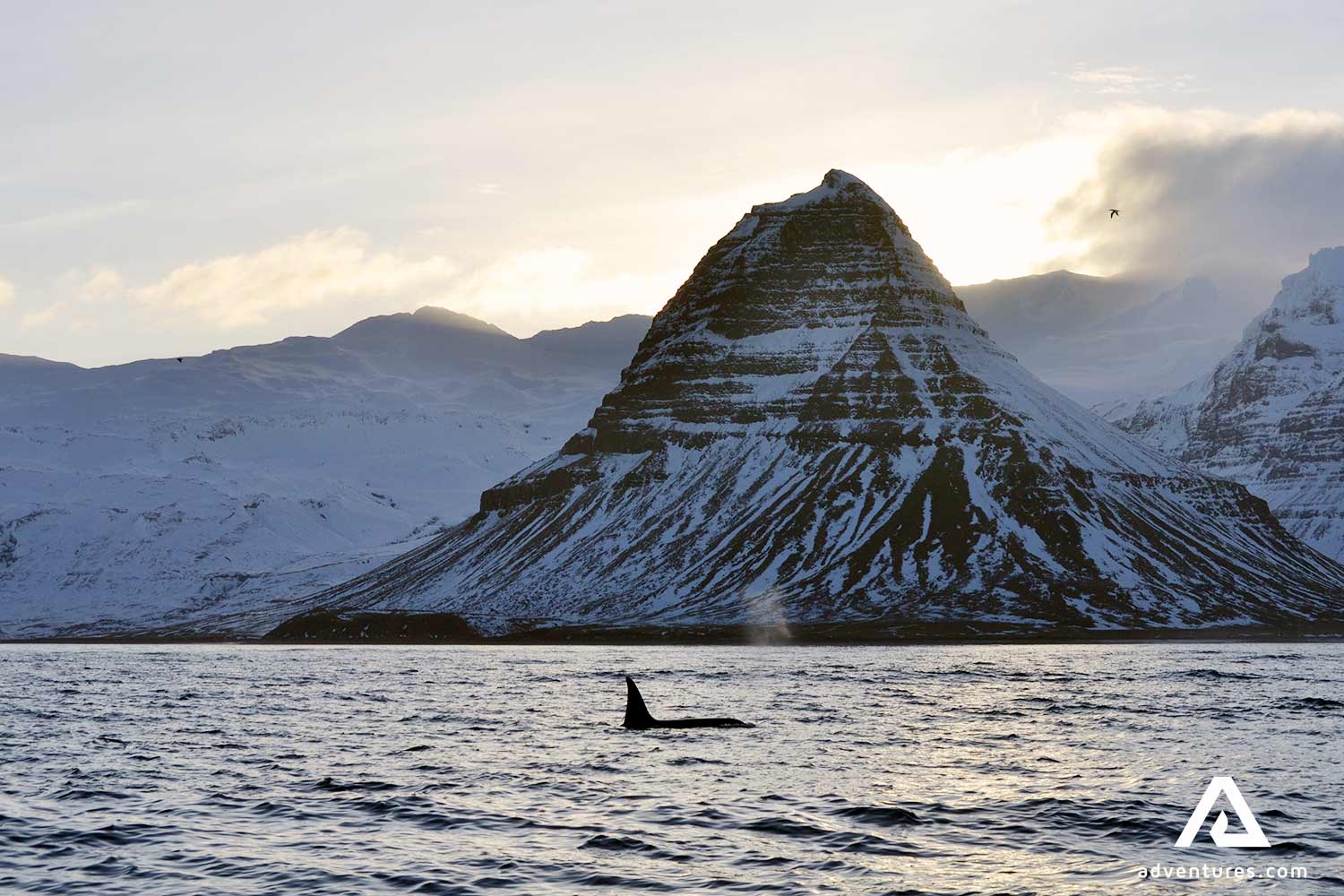 orca swimming in a fjord near a mountain 