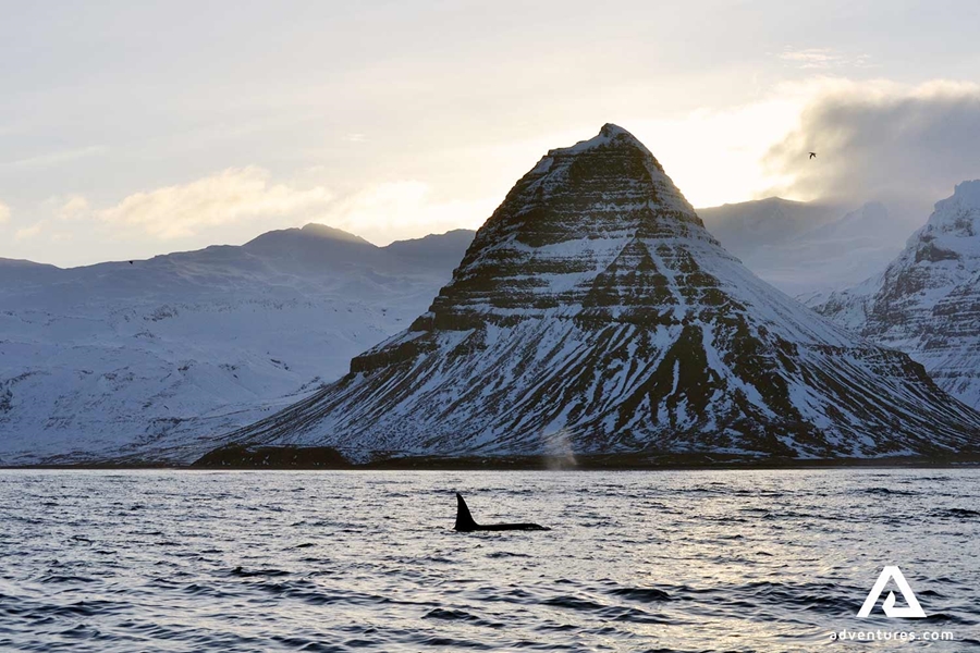 orca swimming in a fjord