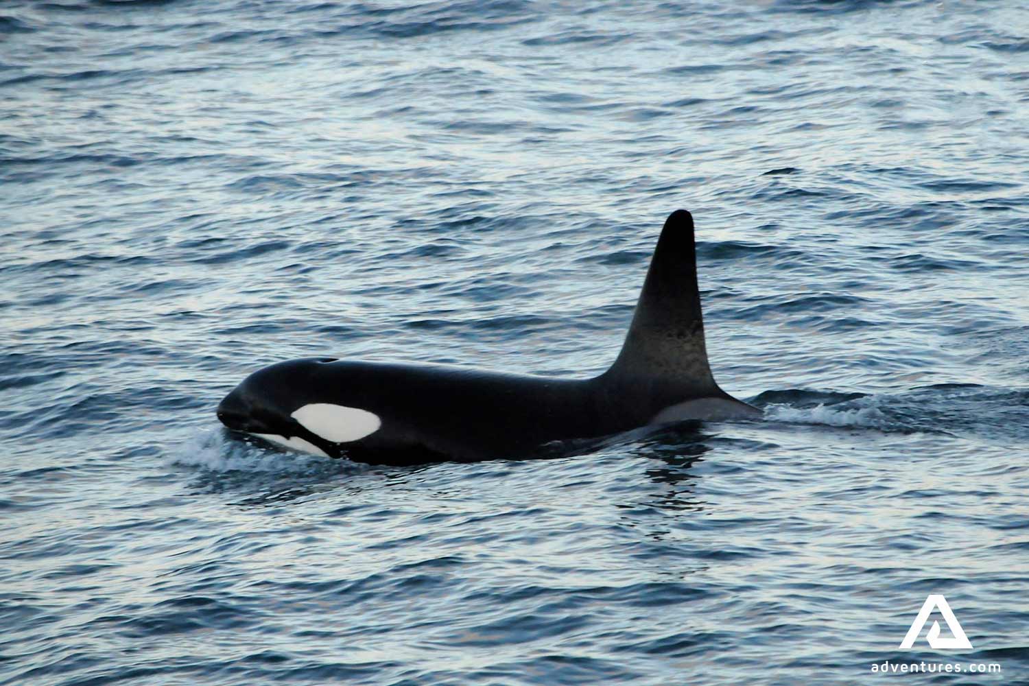killer whale breaching