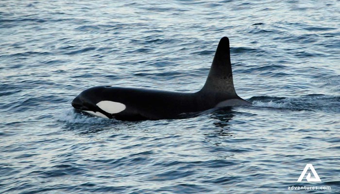 killer whale breaching in Iceland
