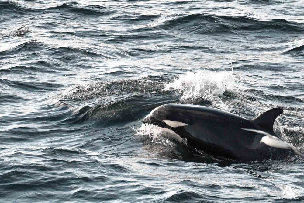 Orca - killer whale