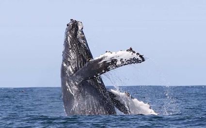 Olafsvik Whale Watching Tour Olafsvik Whale Watching Tour