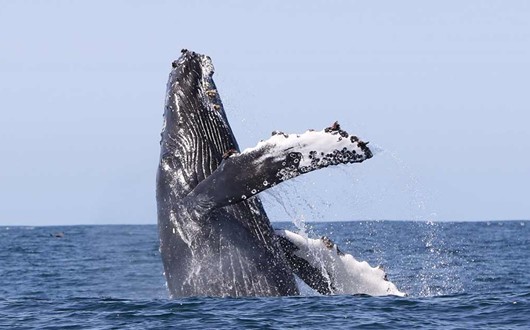 Observation de baleines à Olafsvik