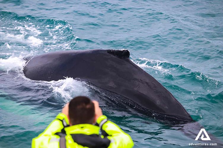 Small whale very close to a boat Small whale very close to a boat in Iceland