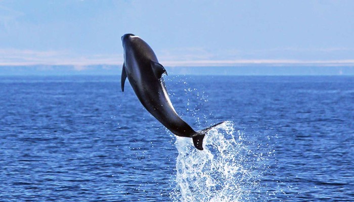 Dolphin jumping high out of the water
