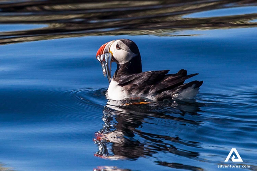 puffin fishing in the water