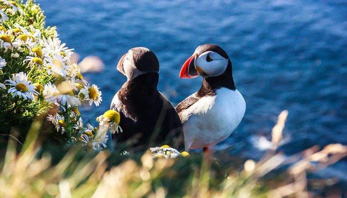 two puffins on a cliff in Iceland