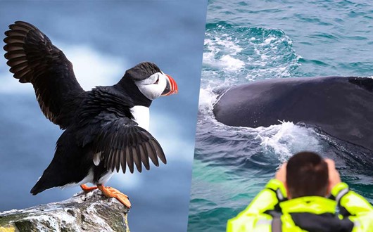 Whales & Puffins Tour from Reykjavik