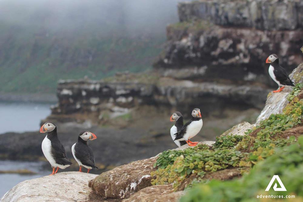 small group of puffins