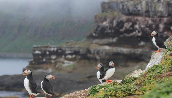 small group of puffins on a cliff
