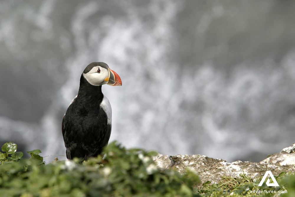 one puffin watching to the side