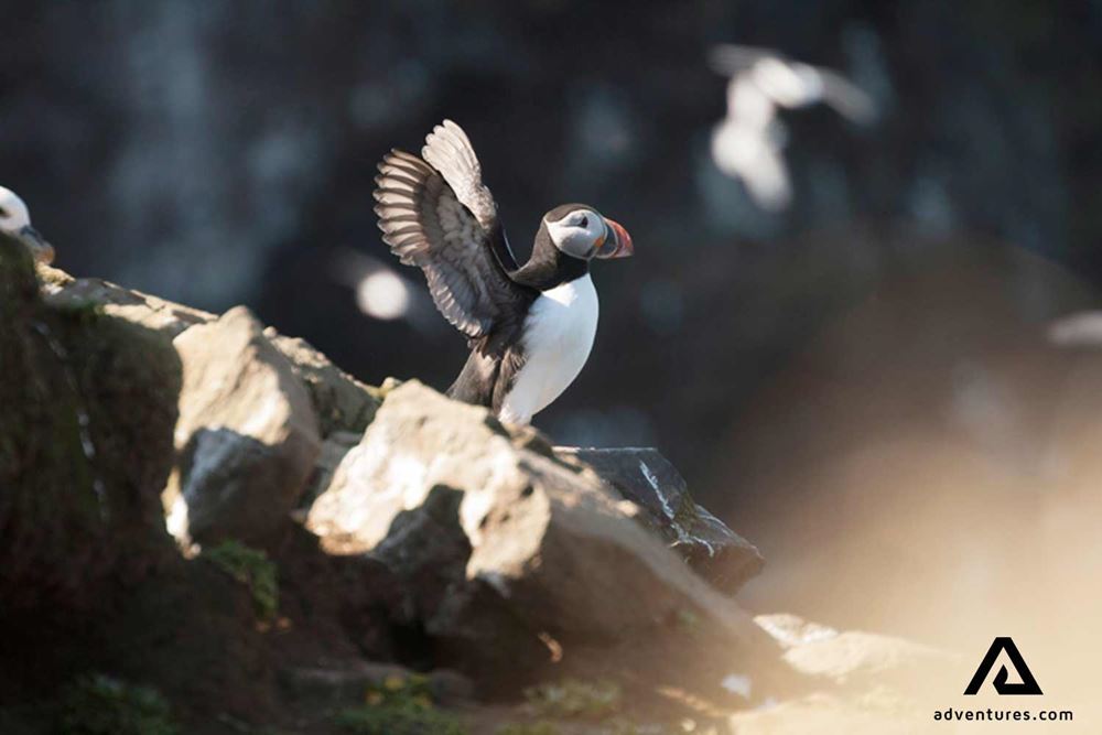 puffin spreading wings