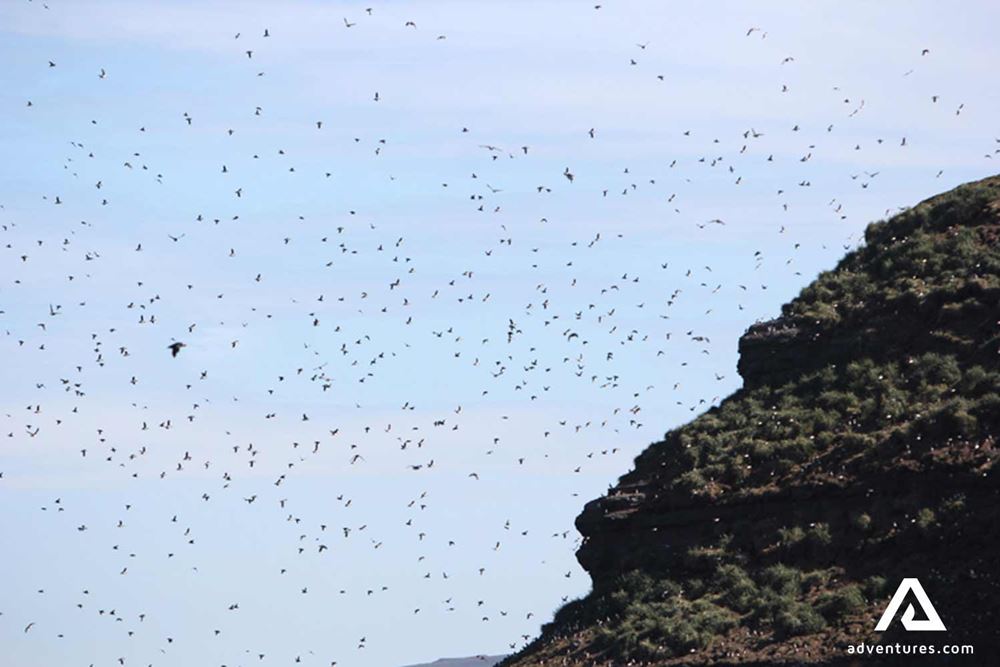flock of birds flying near a cliff