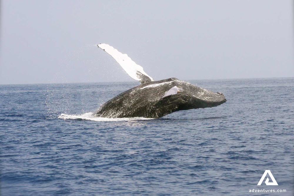 Side breaching whale