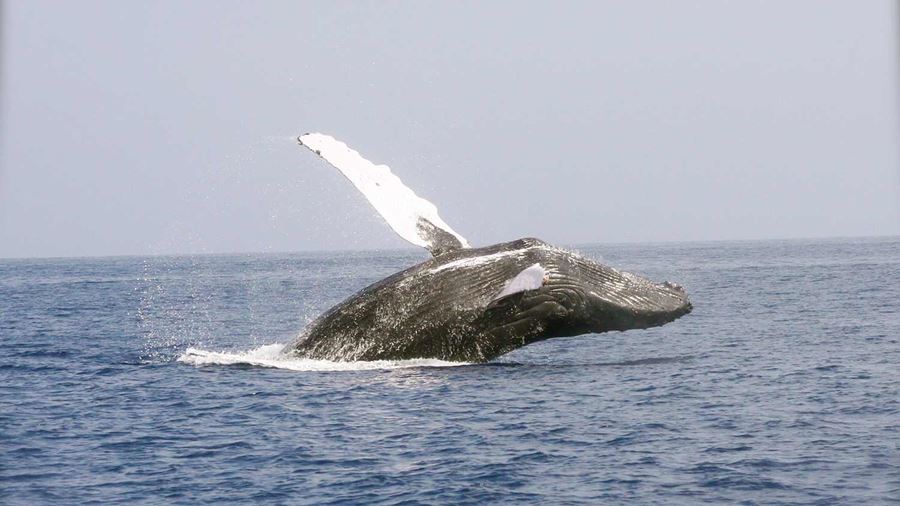 Side breaching whale
