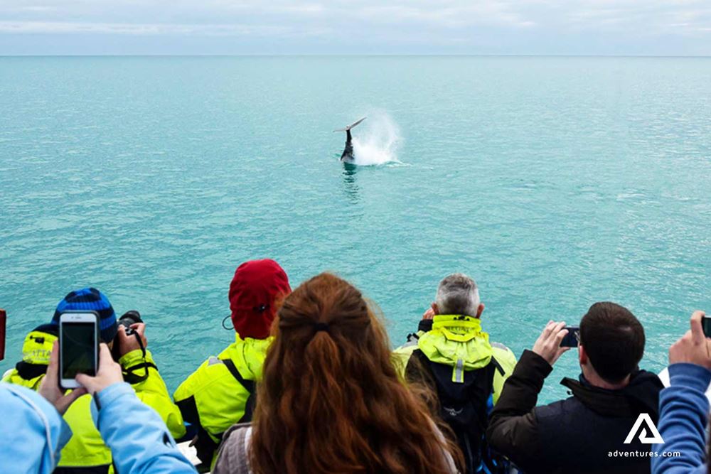 Group of people watching a whale
