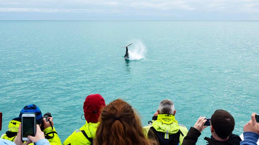 Group of people watching a whale